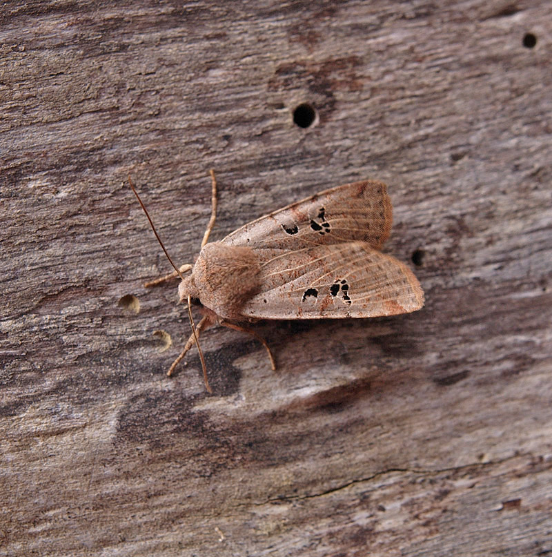 Conistra rubiginosa Noctuidae